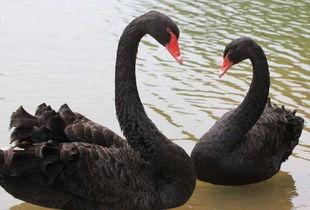 黑天鹅技能爆料最新版 第1张 黑天鹅技能爆料最新版 第1张